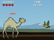 Jontron: Bird vs Camel